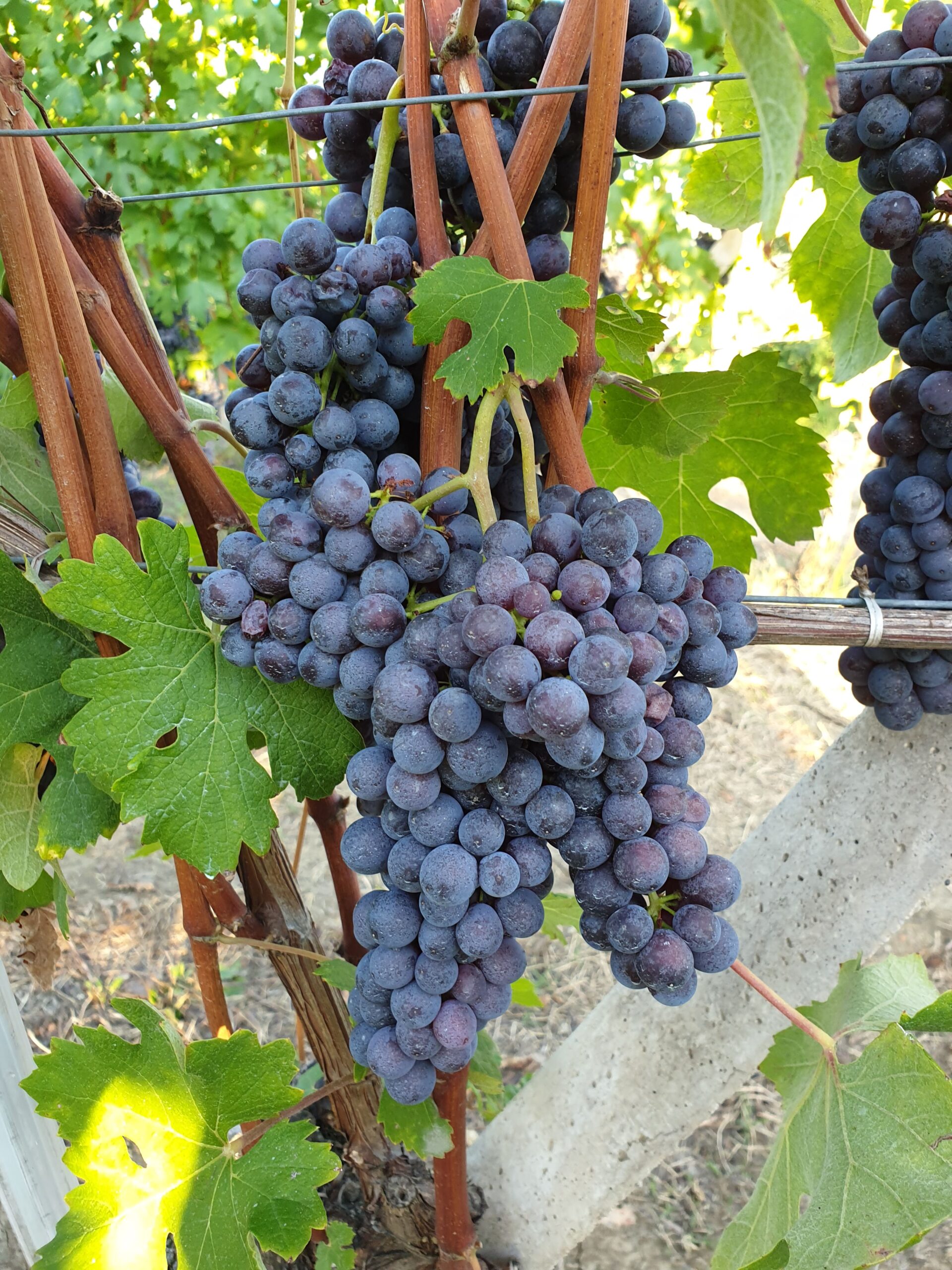 Da dove arriva il nome Nebbiolo?